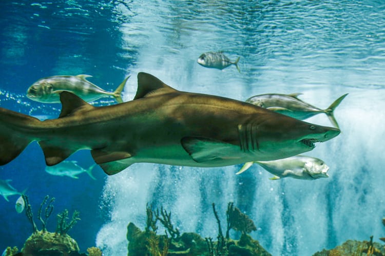 How OdySea Aquarium keeps its sharks happy, healthy - AZ Big Media