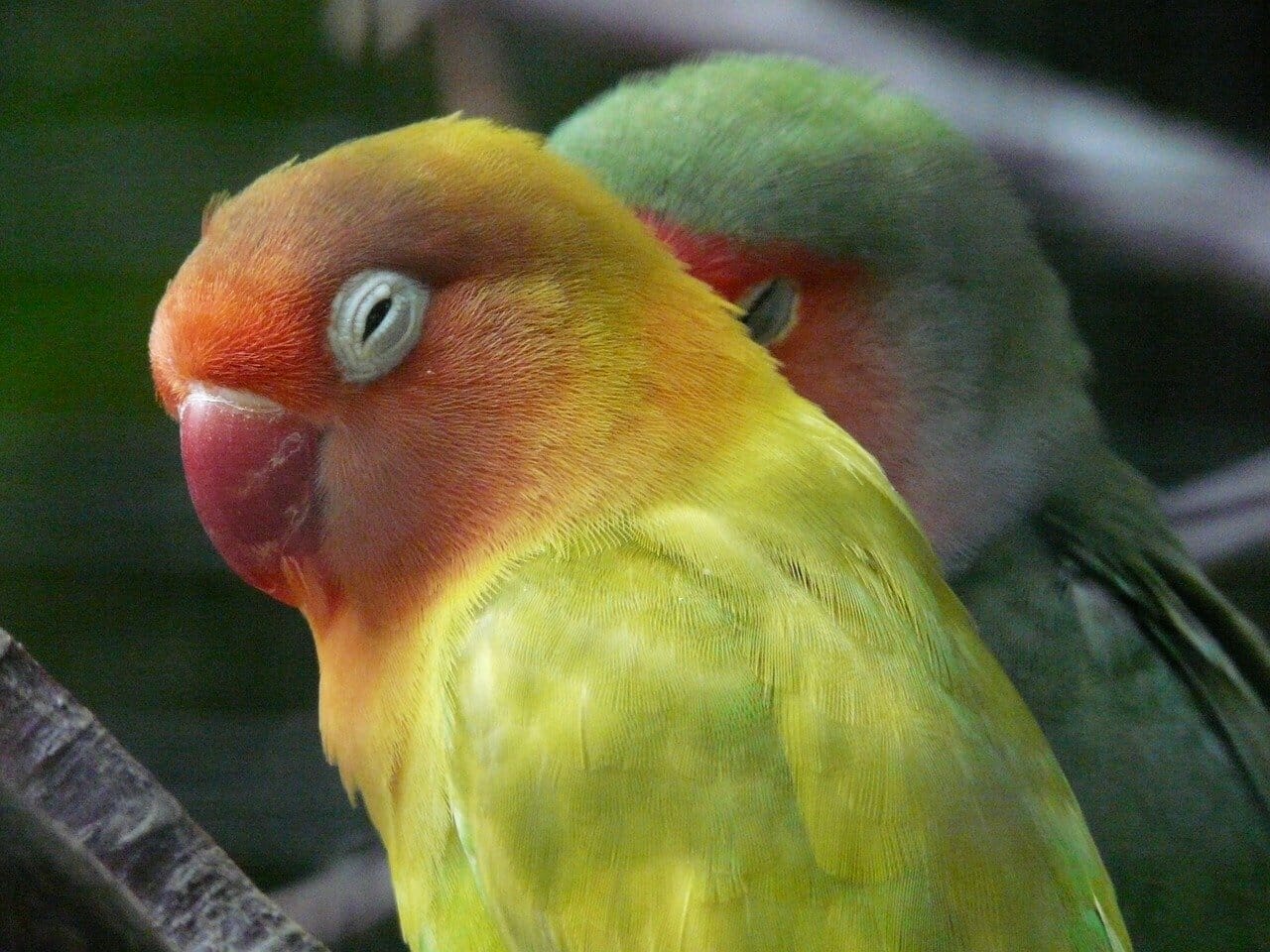 rosy-faced-lovebirds-use-human-innovations-to-keep-cool-in-arizona-heat