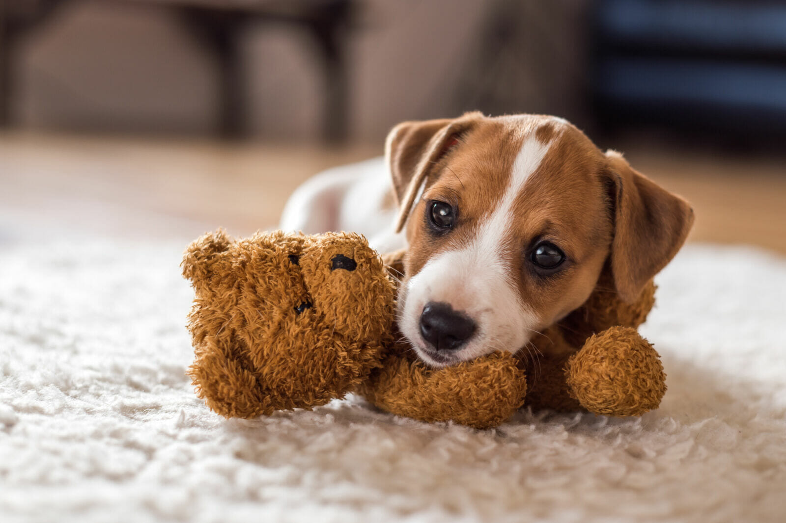 FACTORS TO CONSIDER BEFORE BUYING TOYS FOR PETS