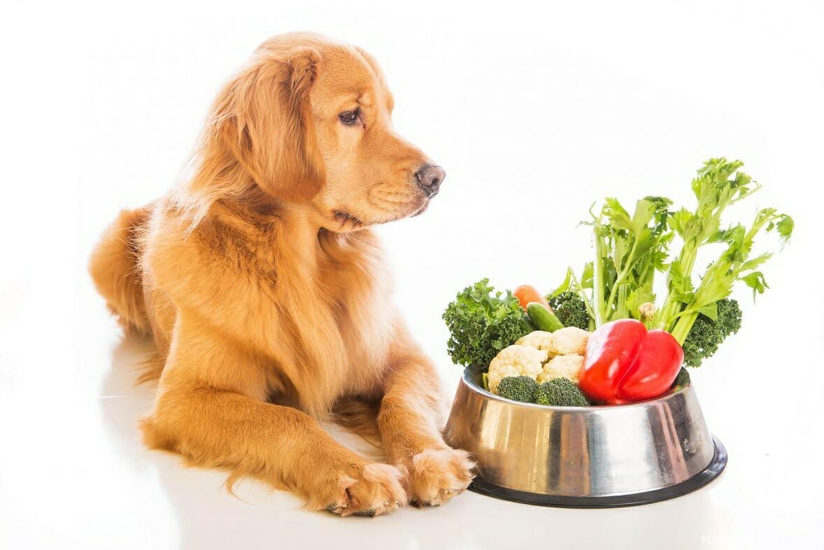 what fruits and vegetables are best for dogs