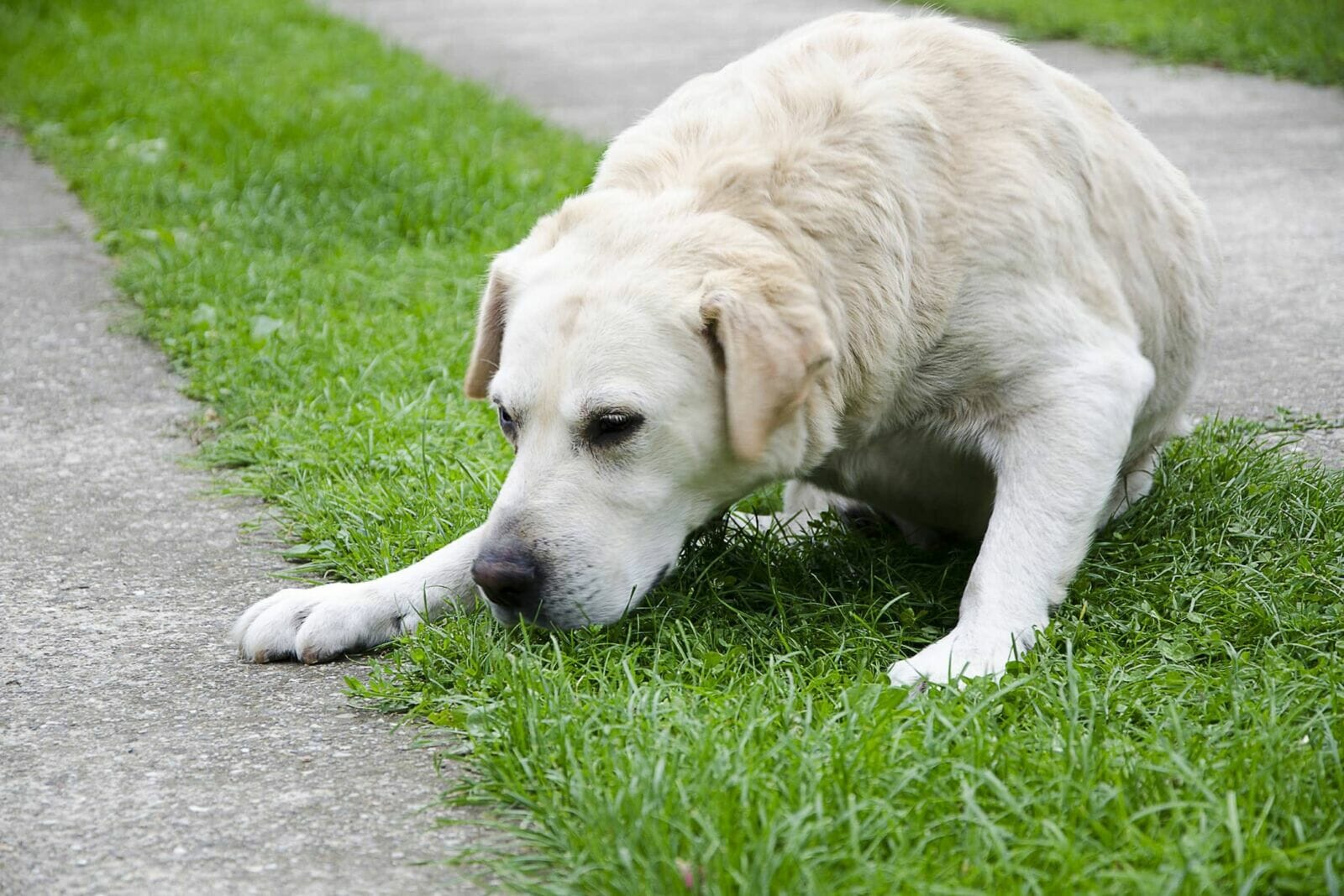 is it ok for dogs to eat their own vomit