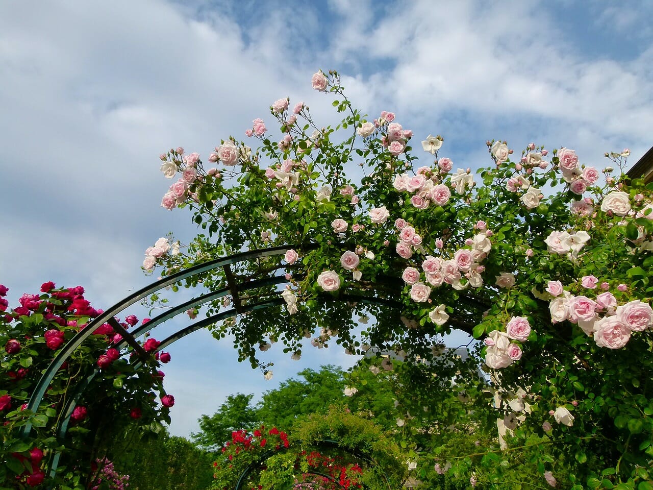 10 eye-catching trellis ideas for your climbing plants - AZ Big Media