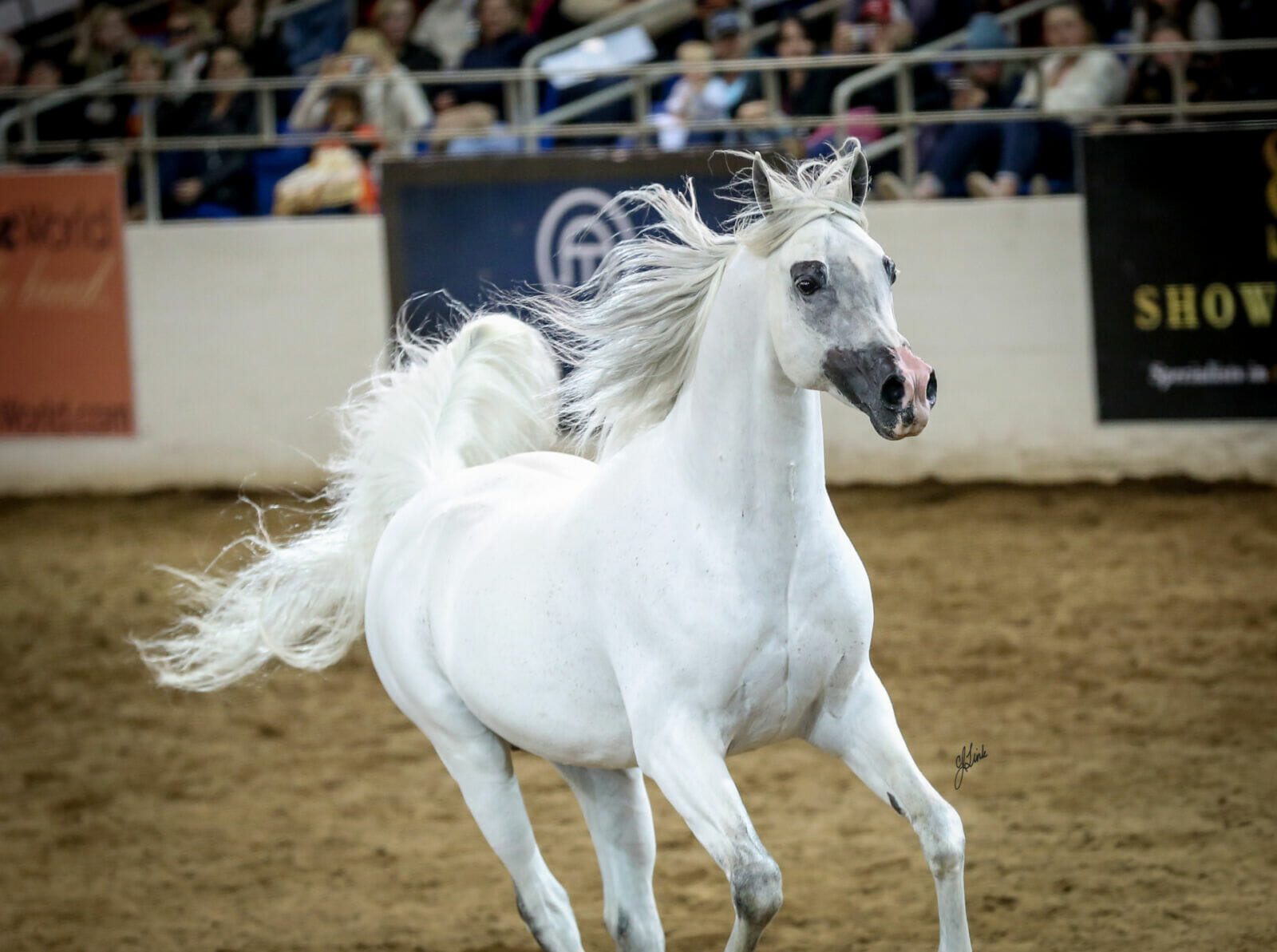 Scottsdale Arabian Horse Show Live Feed 2025 - Tamma Fidelity